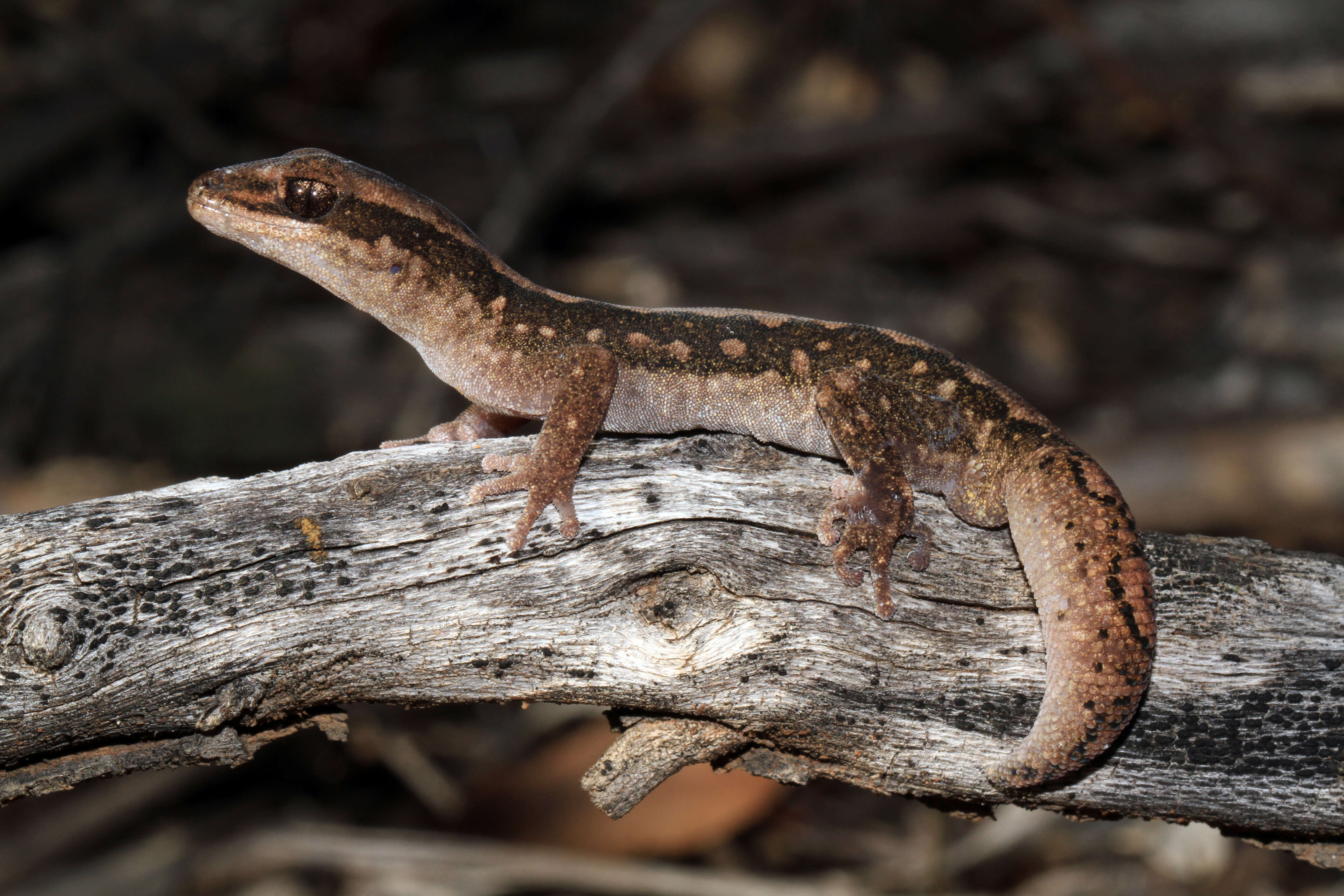 Image of Diplodactylus vittatus Gray 1832