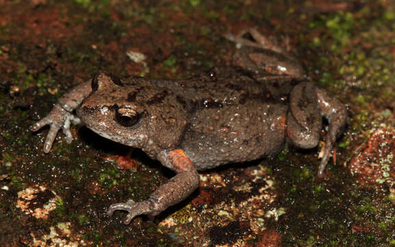 Image of Bibron’s Toadlet