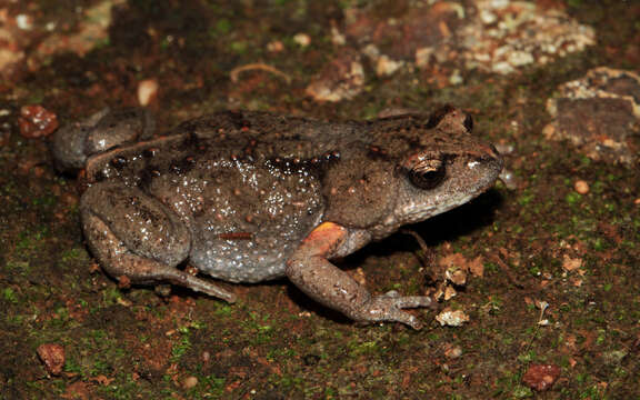 Image of Bibron’s Toadlet