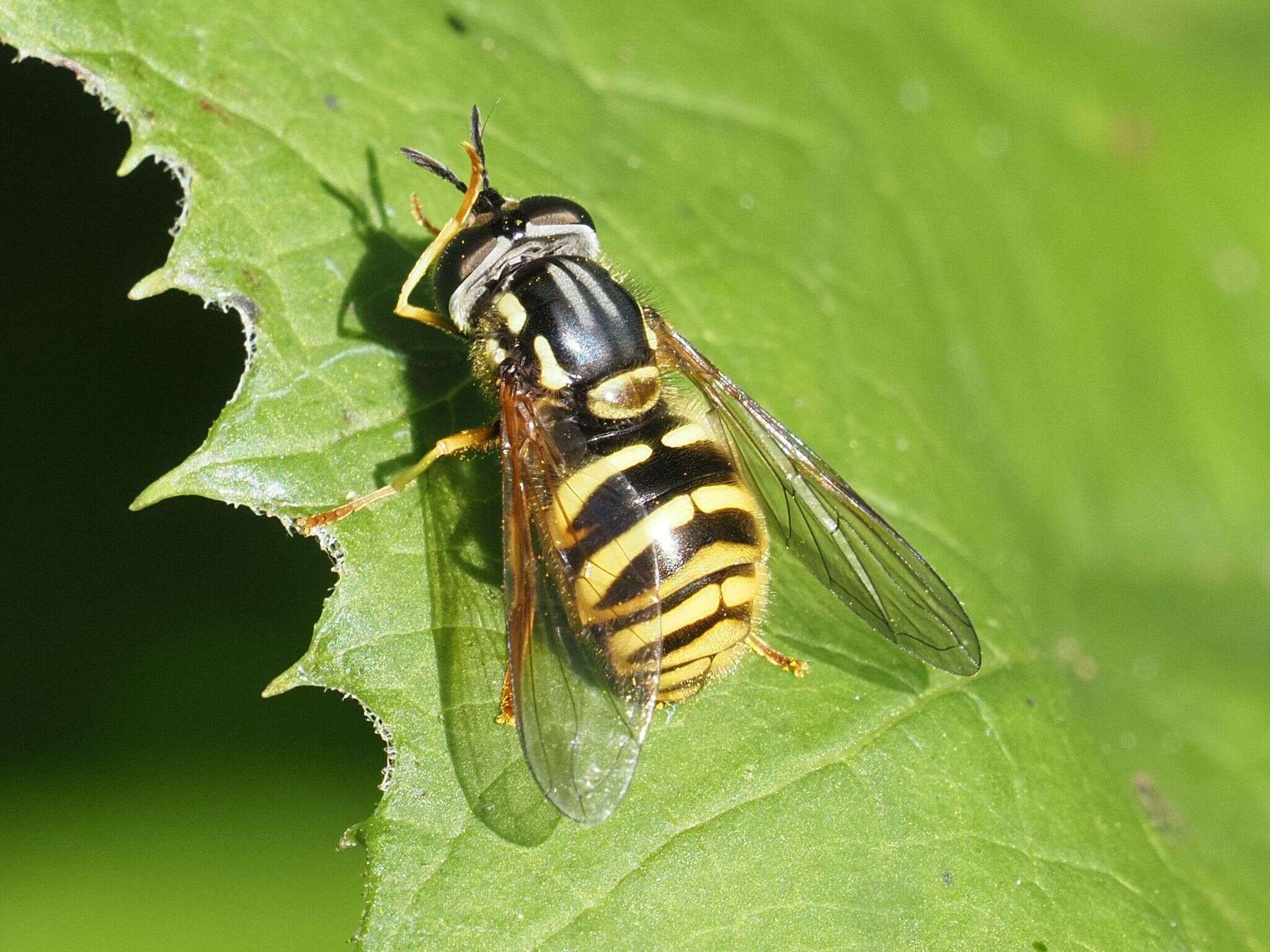 Plancia ëd Chrysotoxum arcuatum (Linnaeus 1758)