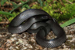 Image of Eastern Small-eyed Snake