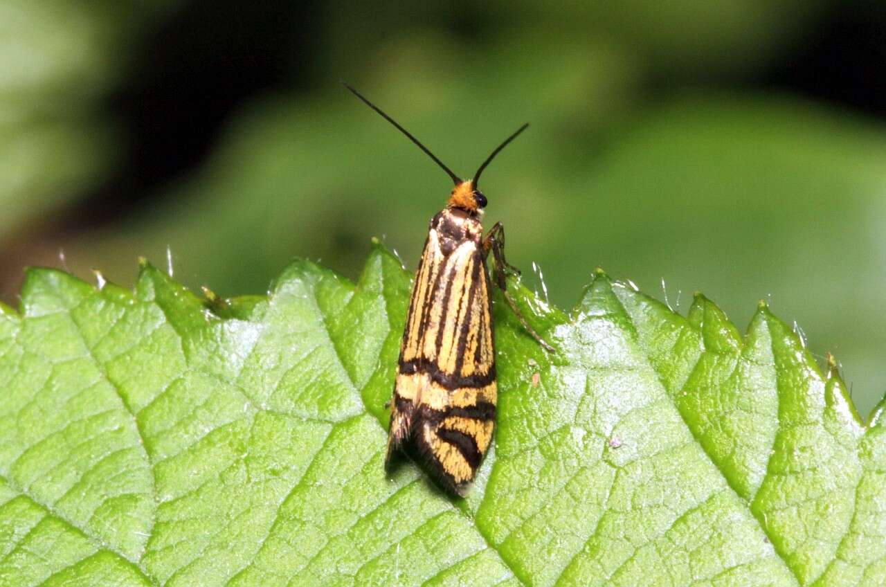 Image de Nemophora ochsenheimerella Hübner 1816