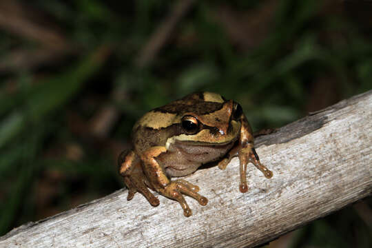 Image of Brown Tree Frog