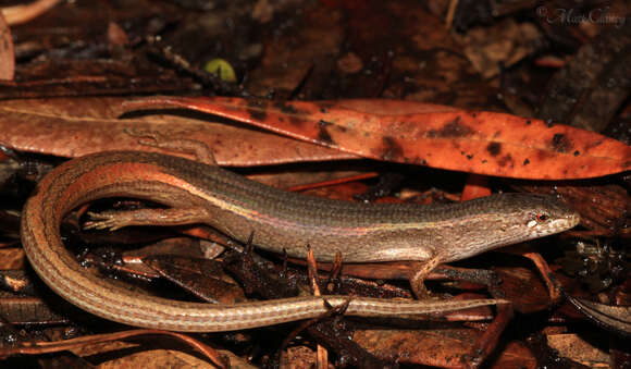 Image of Southern Weasel Skink