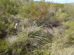 Image of Dierama pendulum (L. fil.) Baker