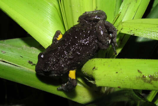 Image of Dendy’s Toadlet