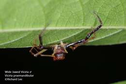 Image of Viciria pavesii Thorell 1877