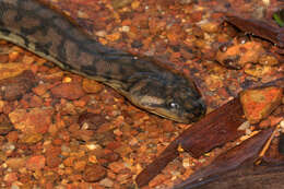 Image of Arafura File Snake