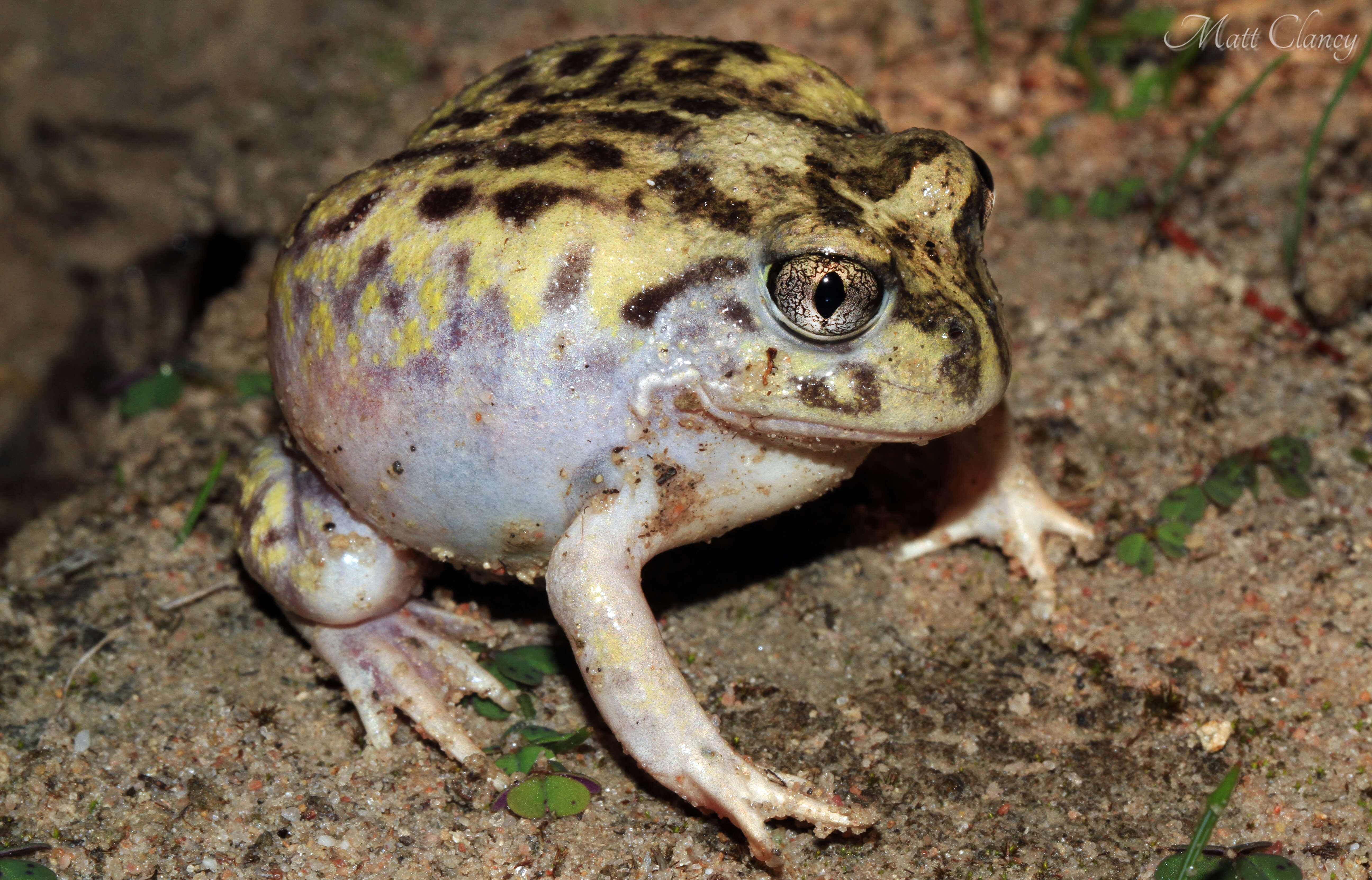 Image of Painted Burrowing Frog