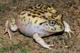 Image of Painted Burrowing Frog