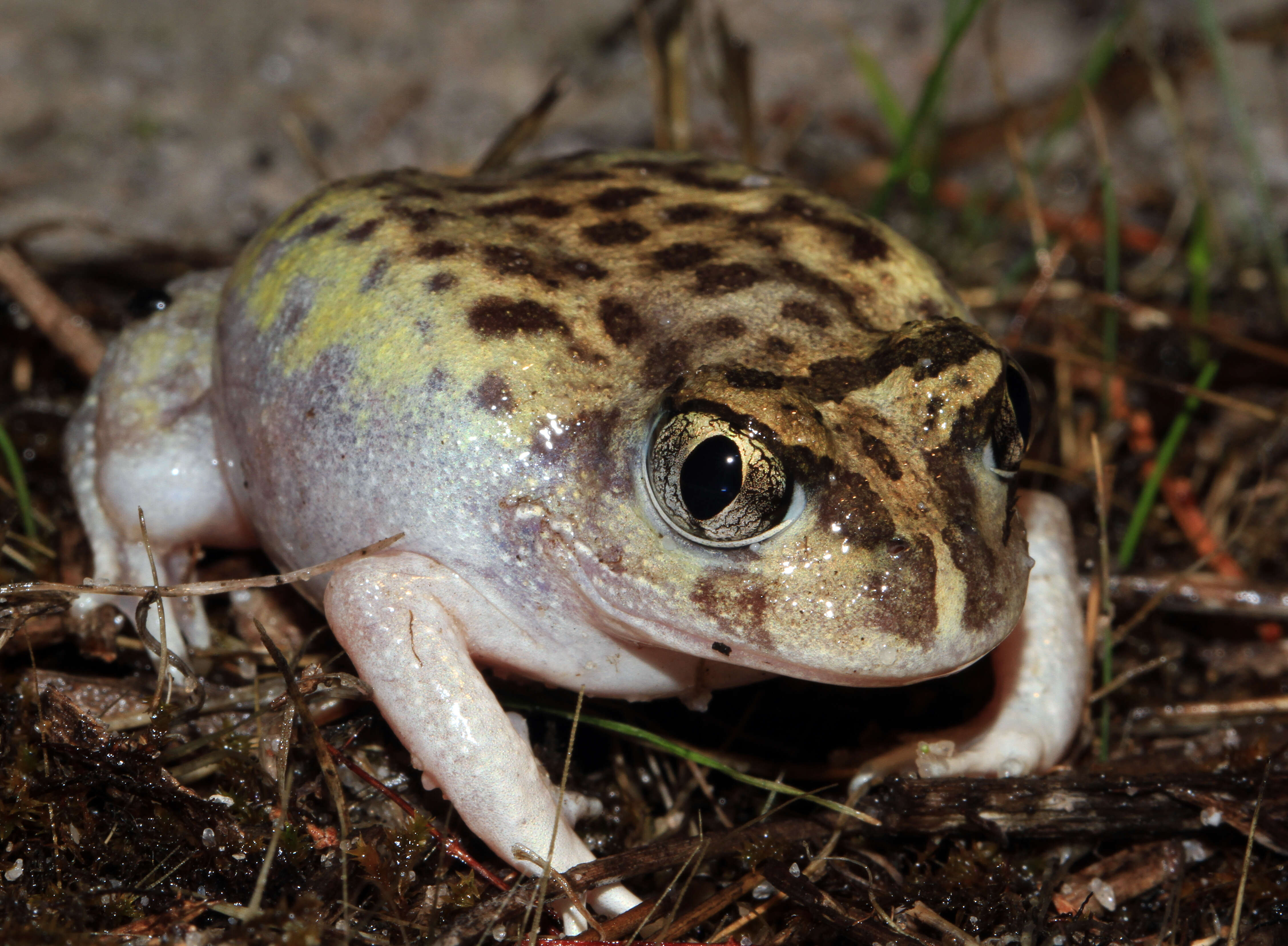 Image of Painted Burrowing Frog