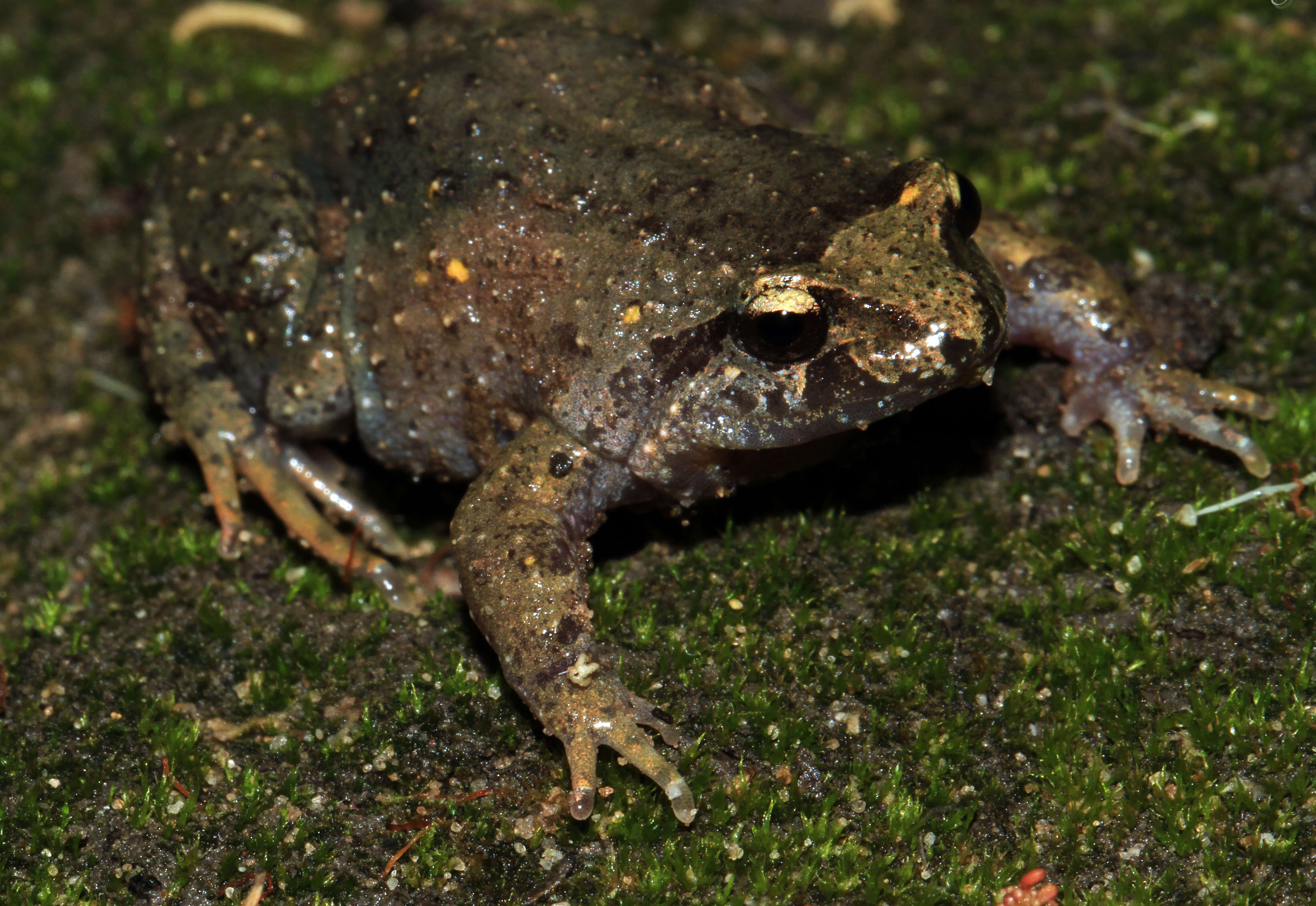 صورة Geocrinia laevis (Günther 1864)