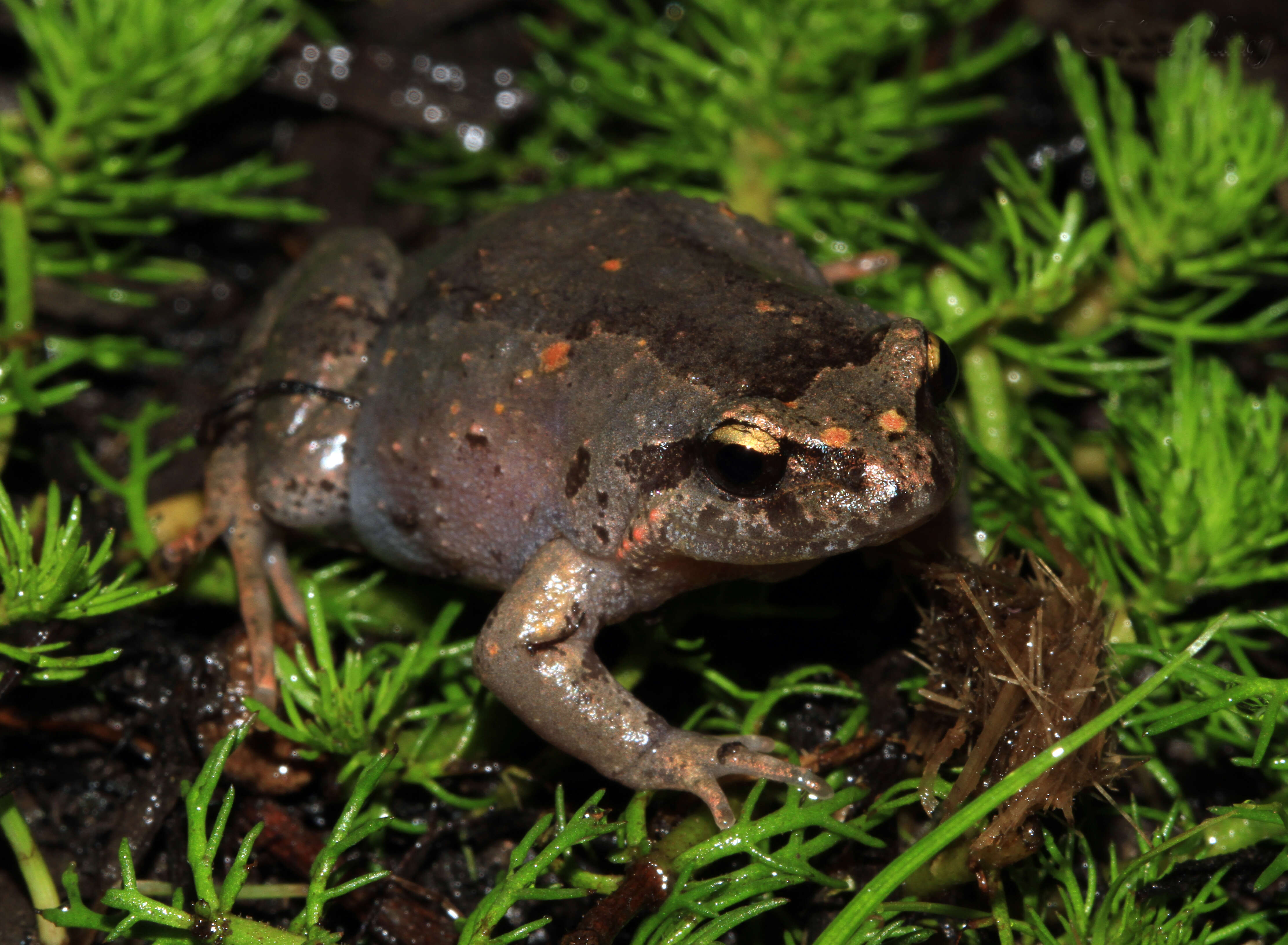 صورة Geocrinia laevis (Günther 1864)