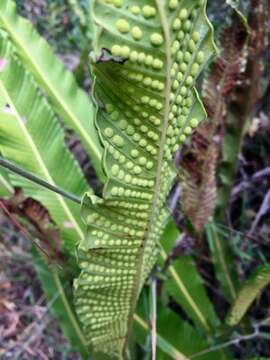 Image of graceful fern