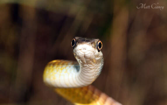 Image of Black Treesnake