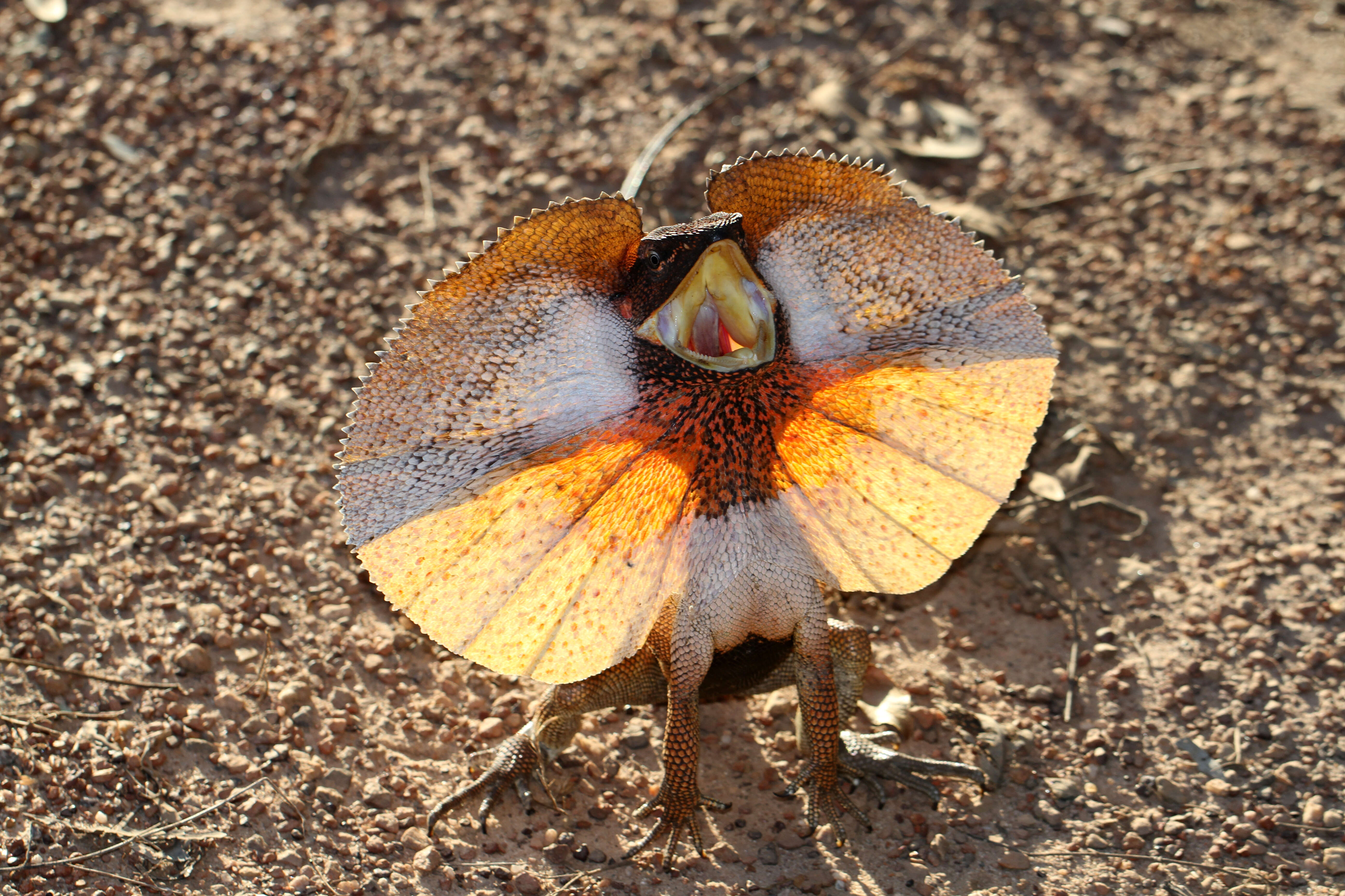 Image of Frilled Lizard