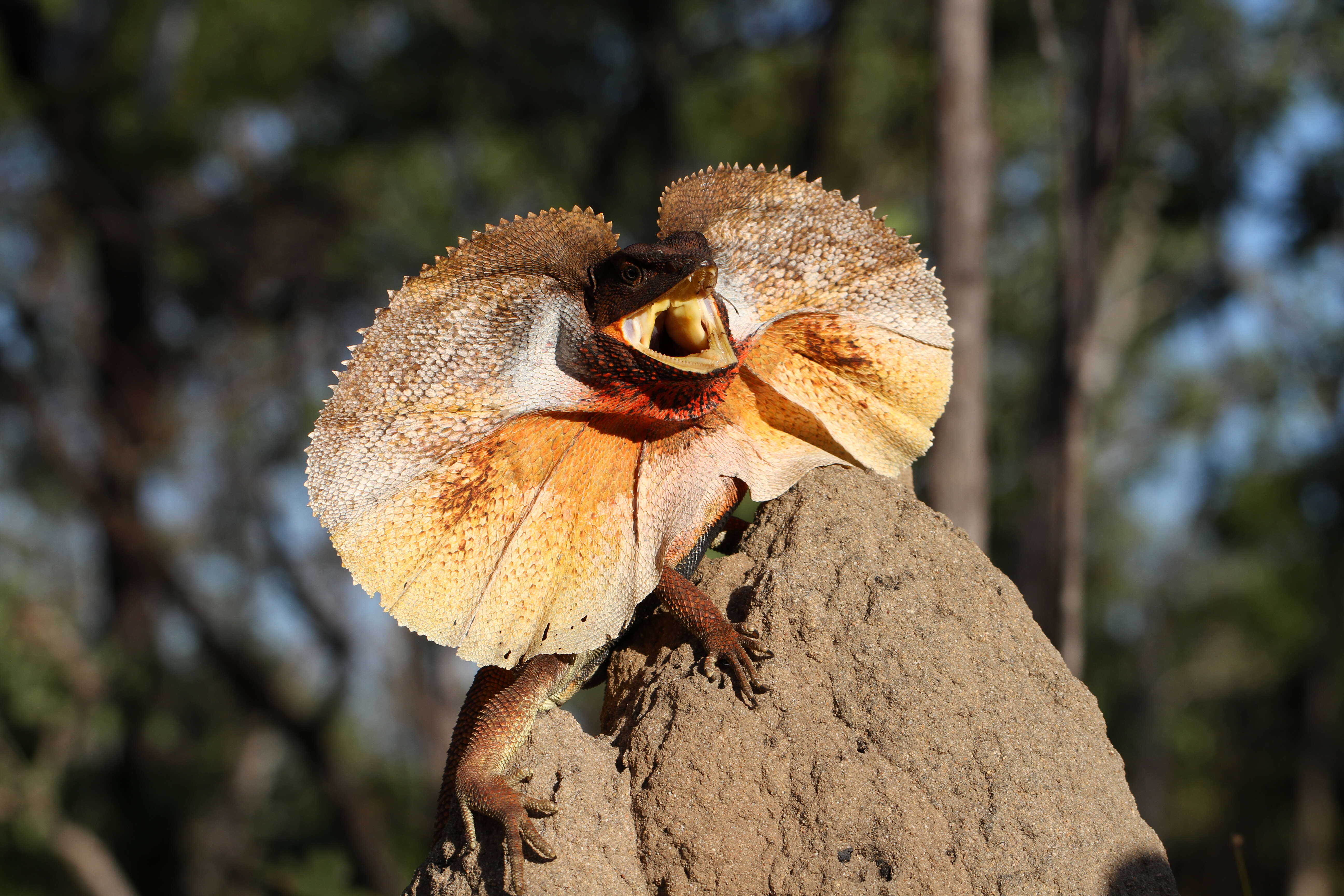 Image of Frilled Lizard