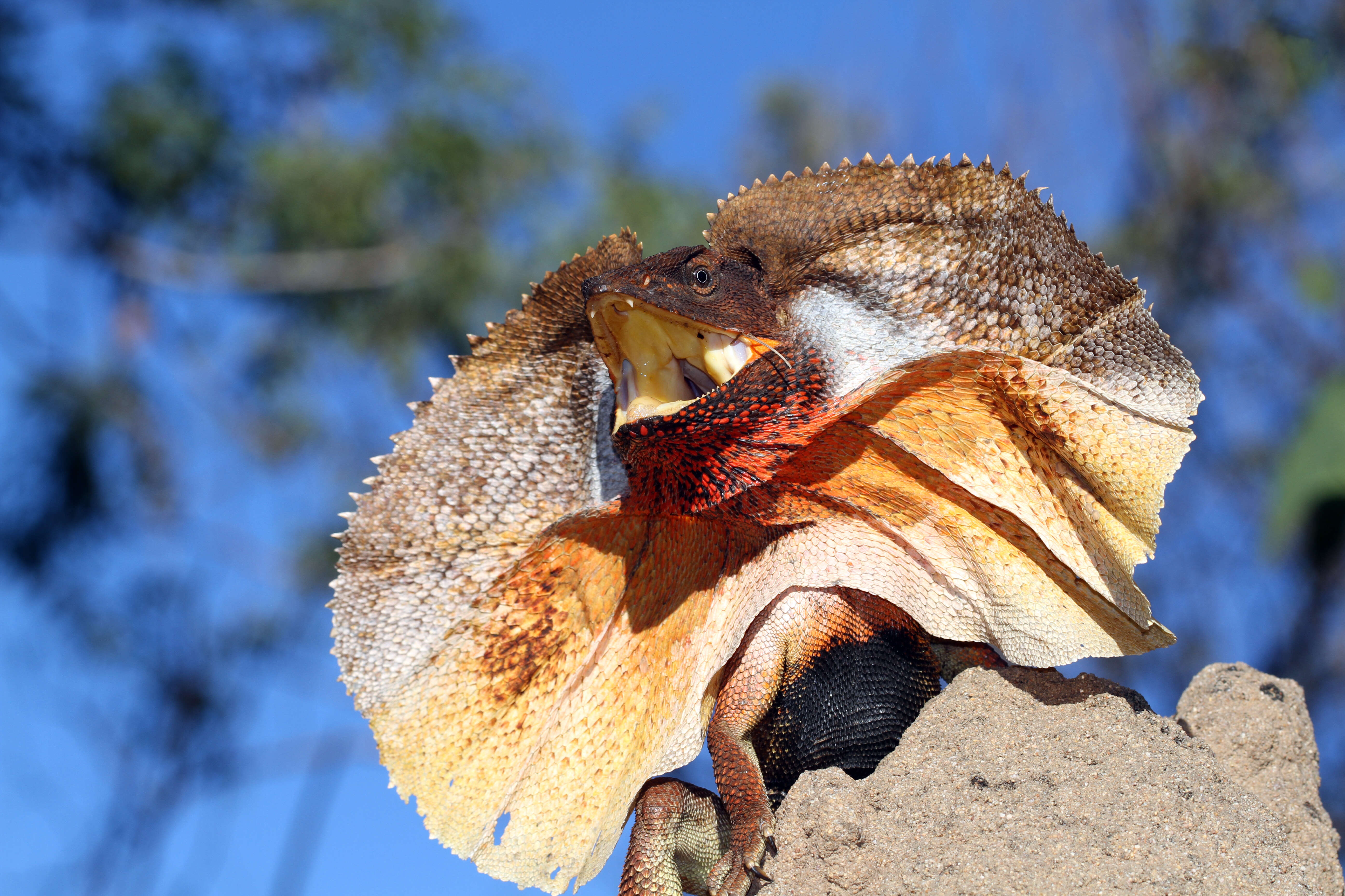 Image of Frilled Lizard