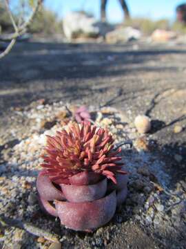 Image of Crassula columnaris Thunb.