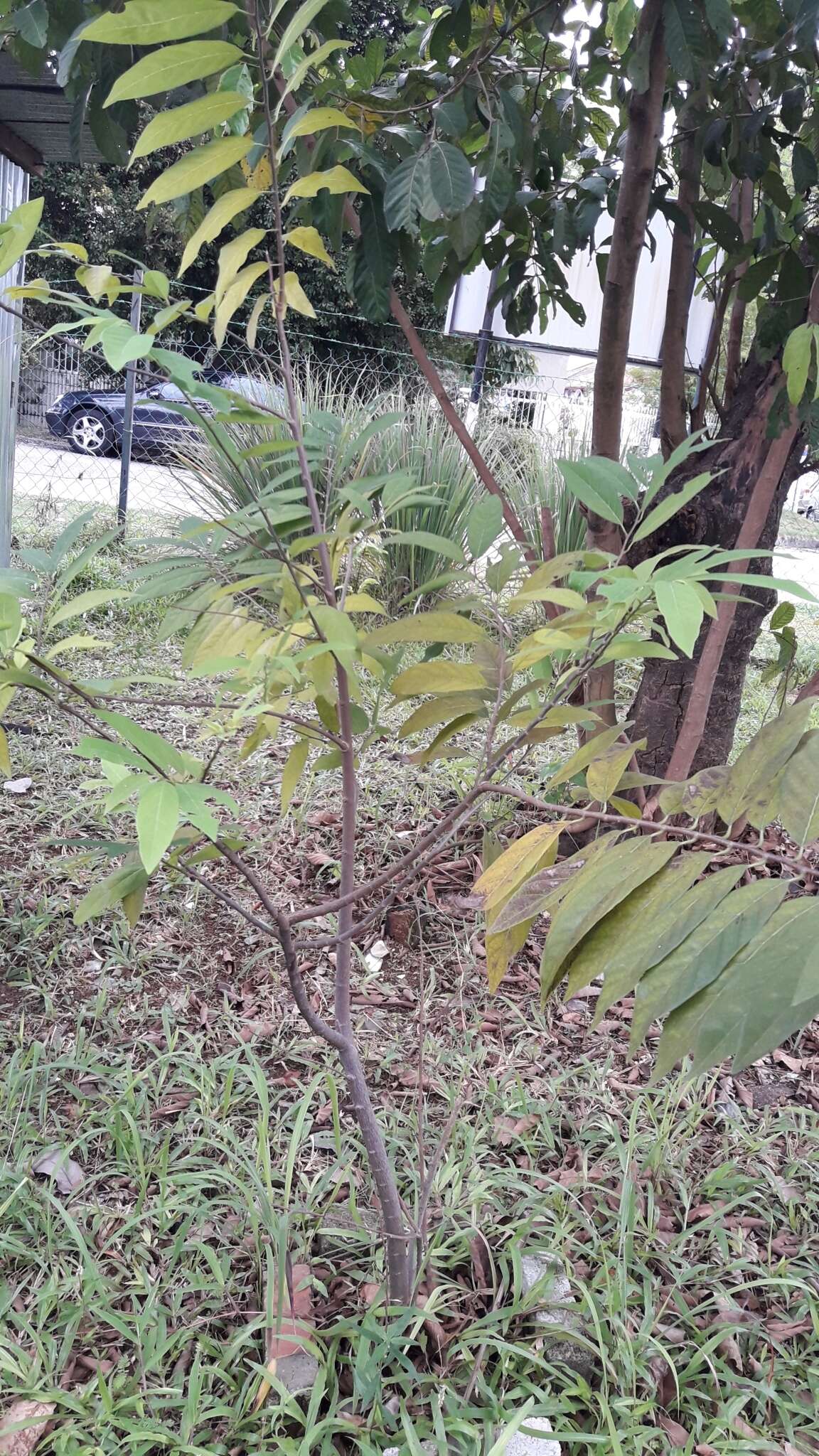 Image of sugar apple