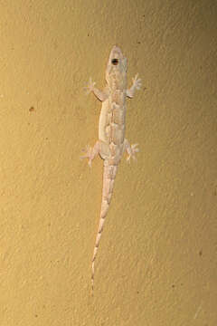 Image of Baobab Gecko