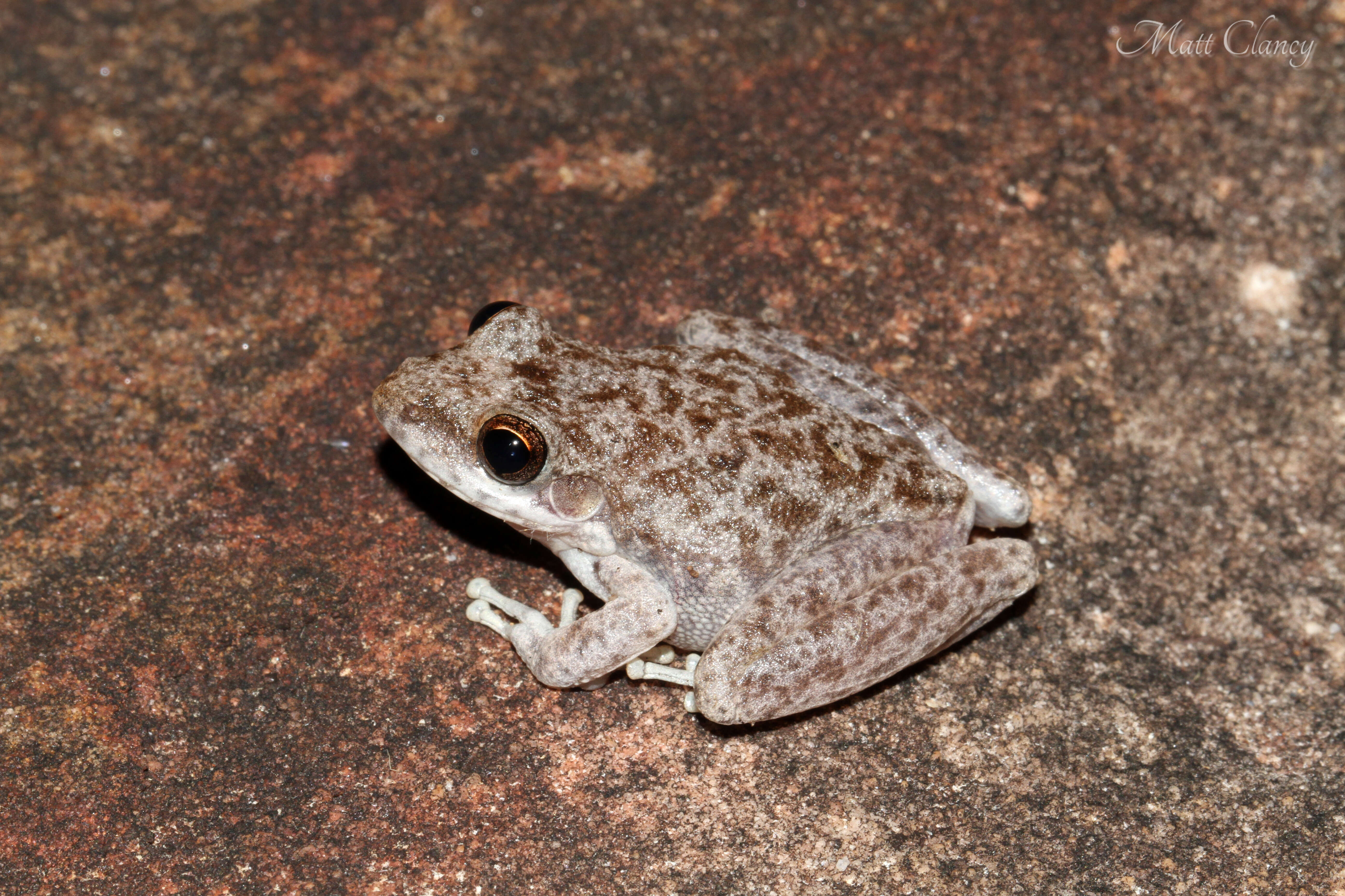 Image de Litoria coplandi (Tyler 1968)