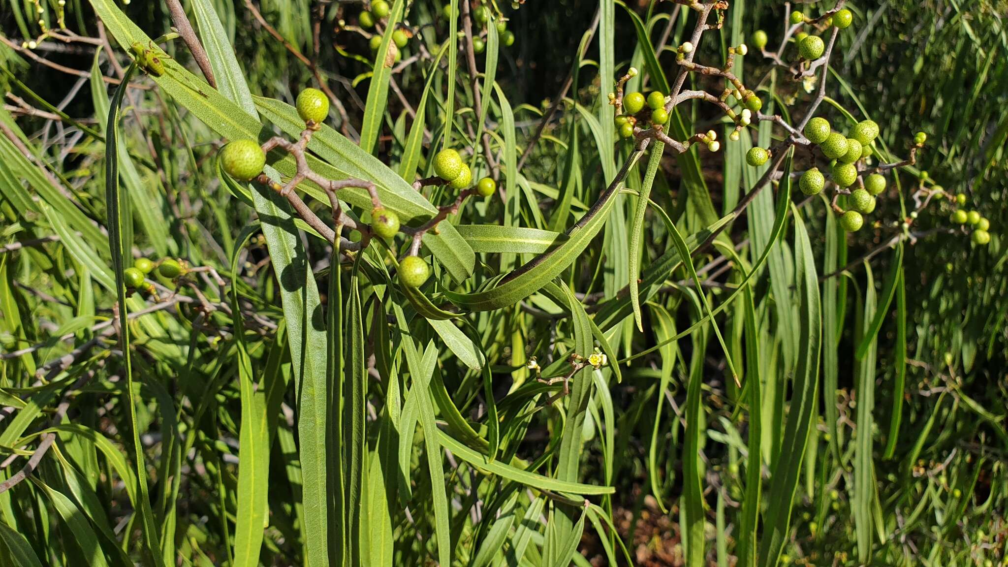 Image of Geijera parviflora Lindl.