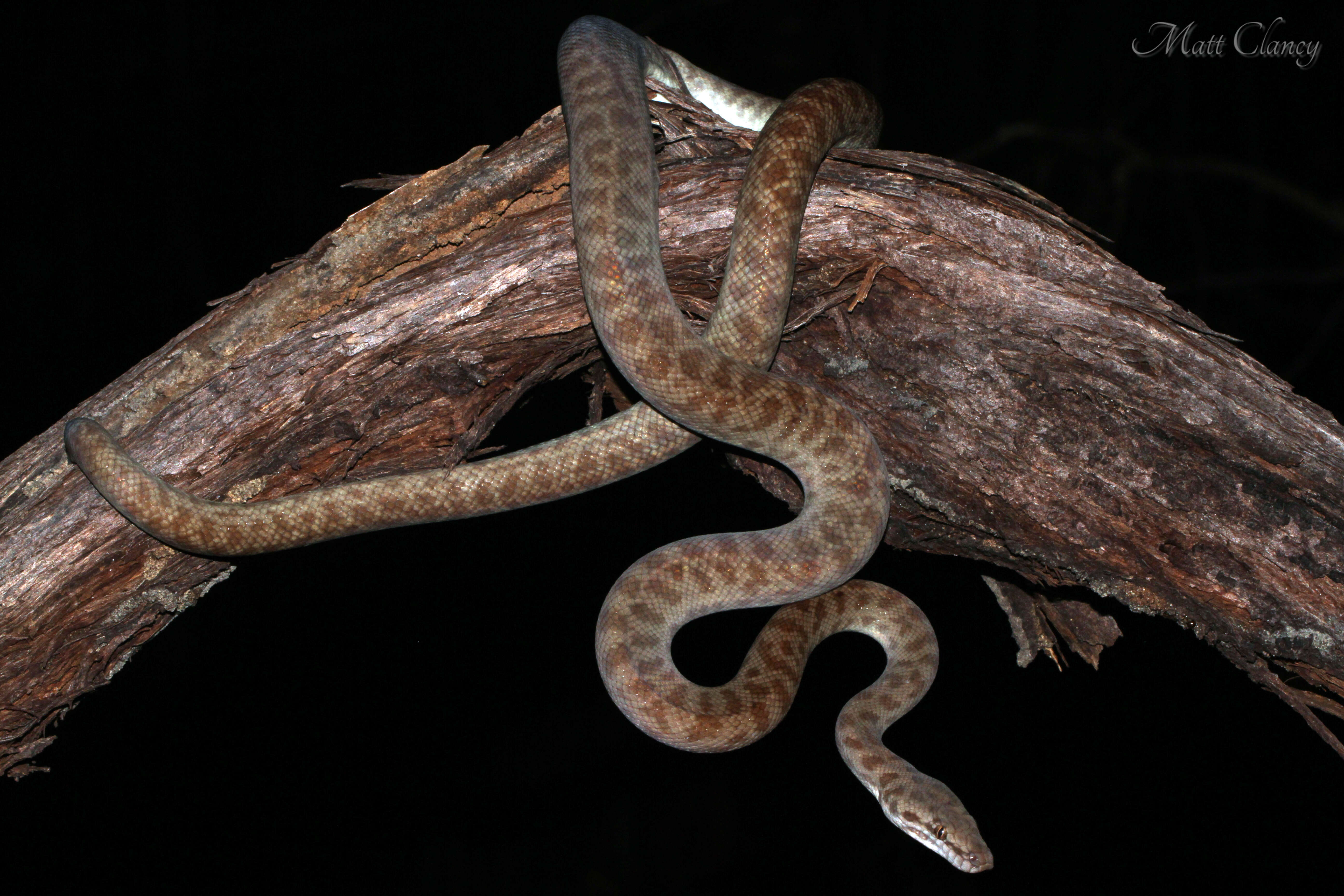 Image of Children's Python