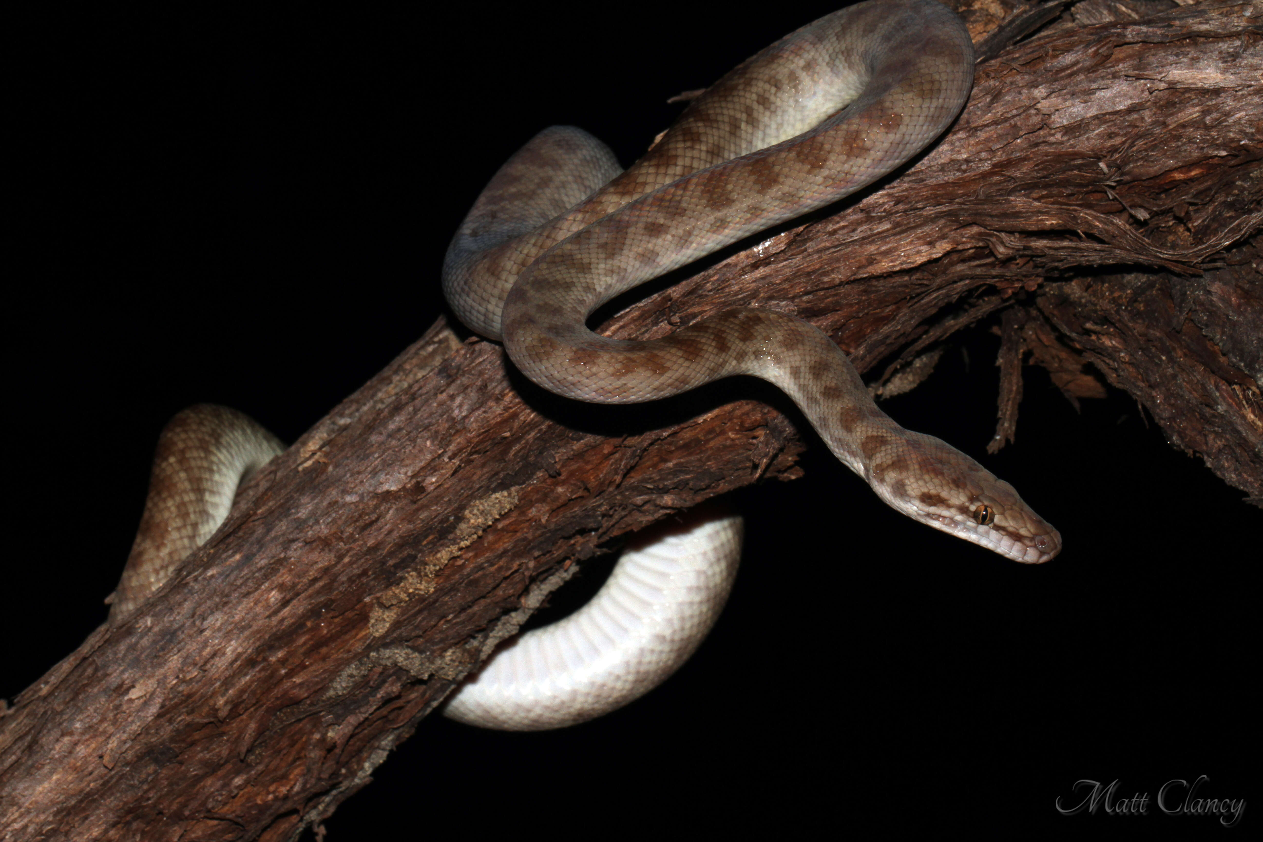 Image of Children's Python