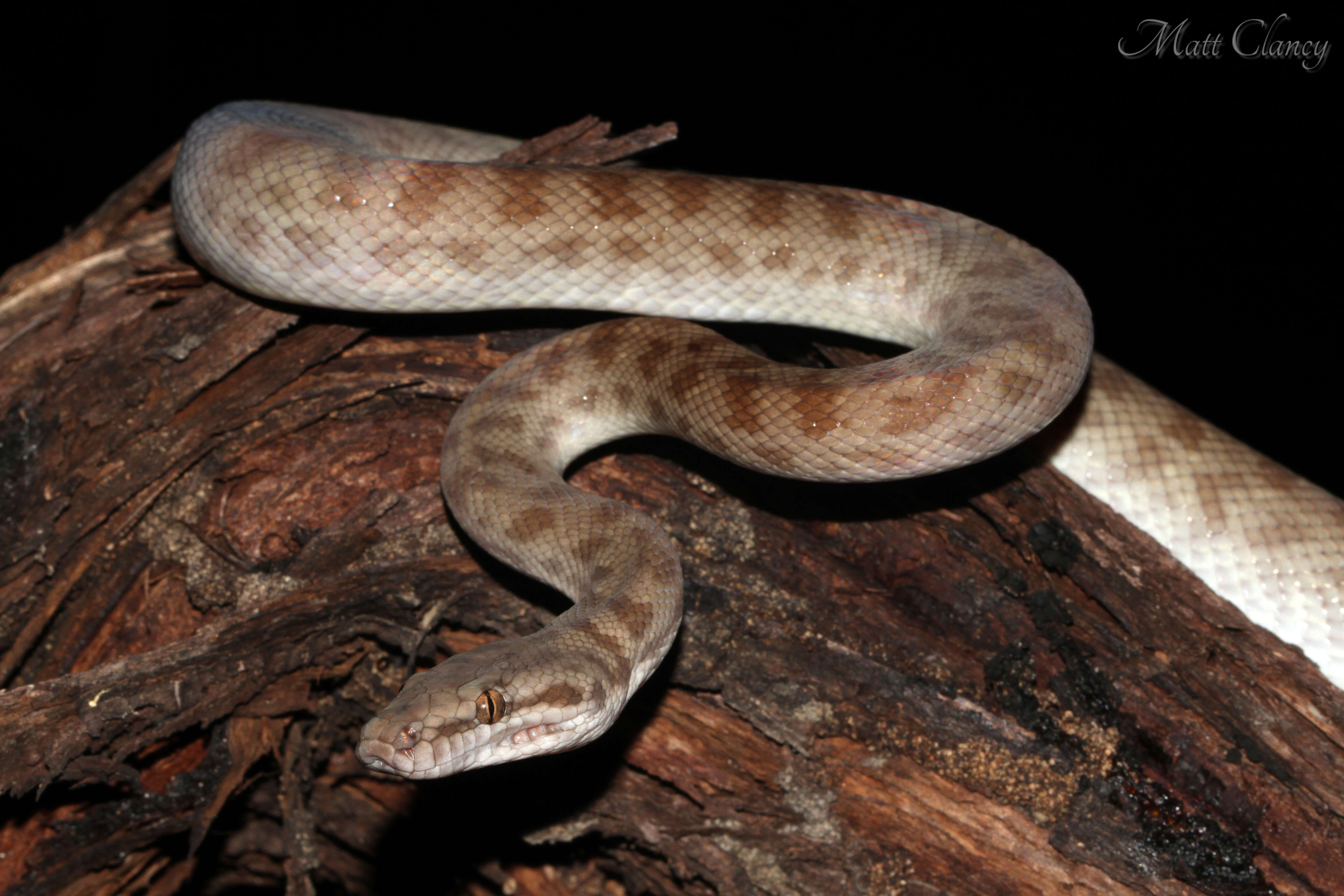 Image of Children's Python