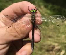 Image of Downy Emerald