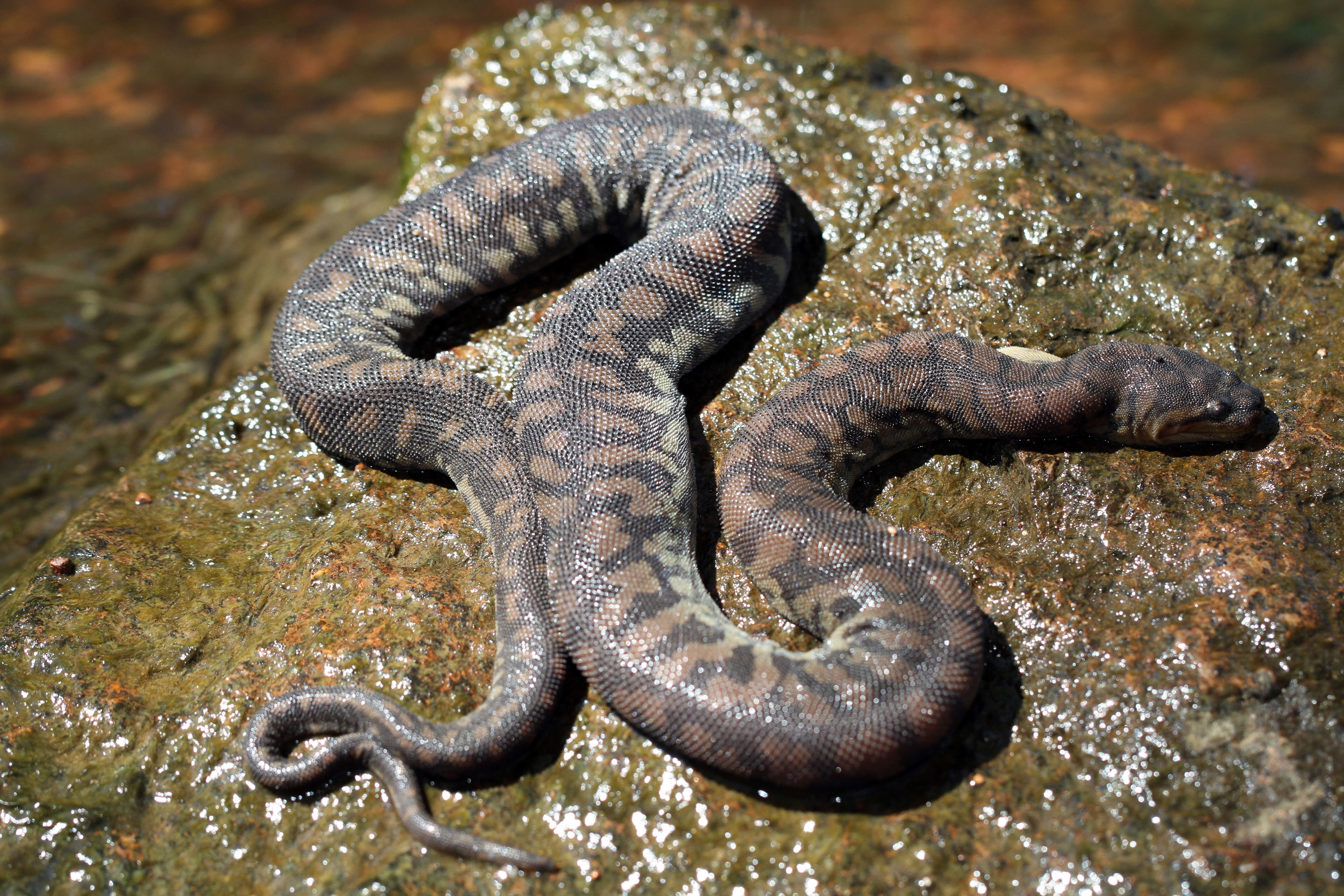 Image of Arafura File Snake