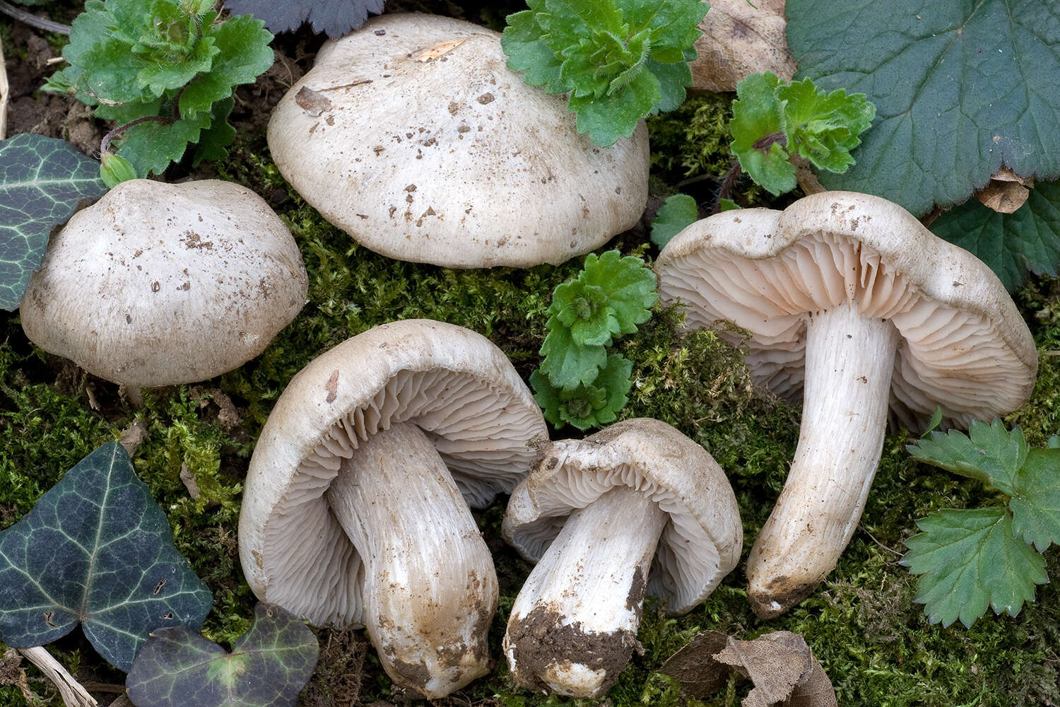 Image of Entoloma saundersii (Fr.) Sacc. 1887