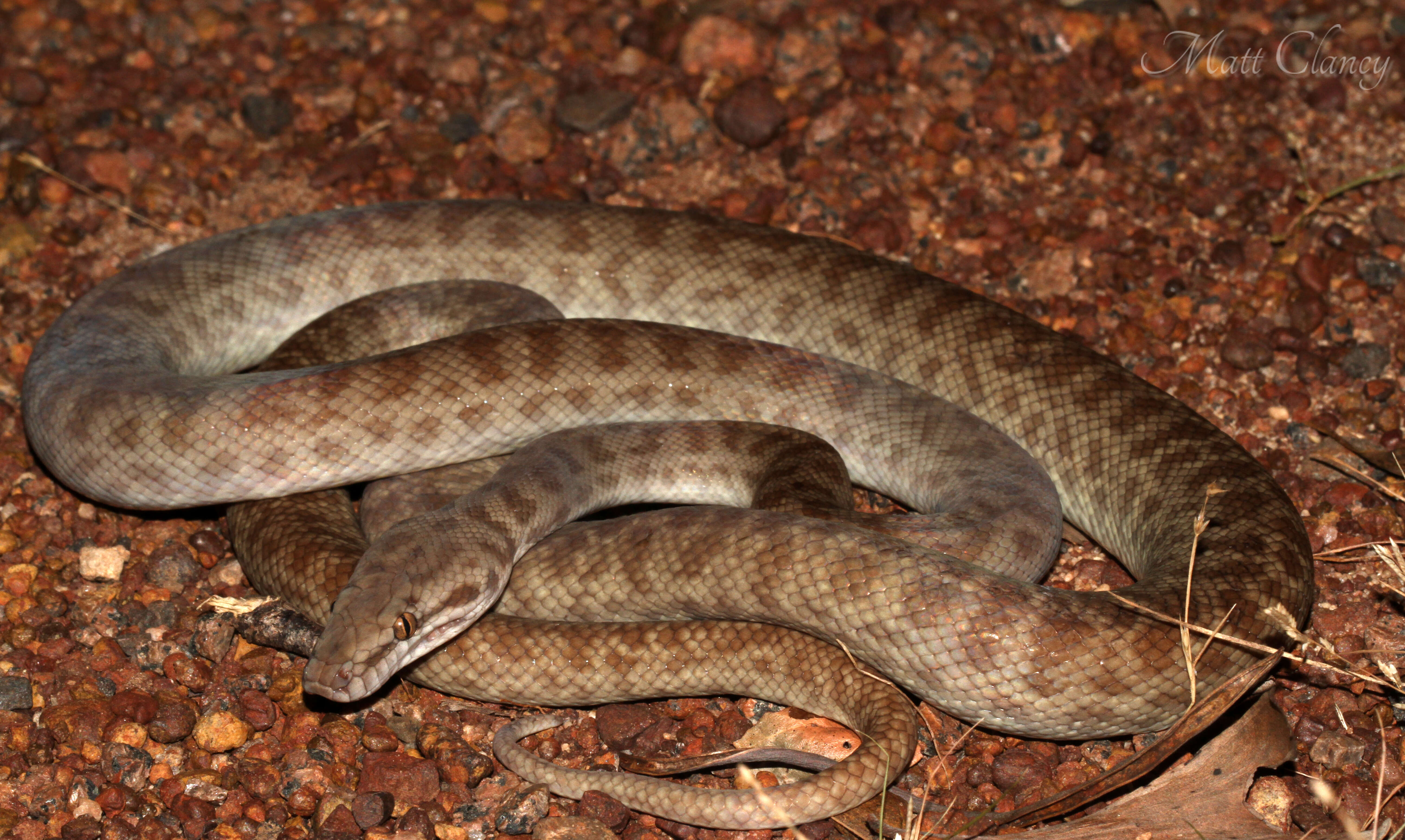 Image of Children's Python