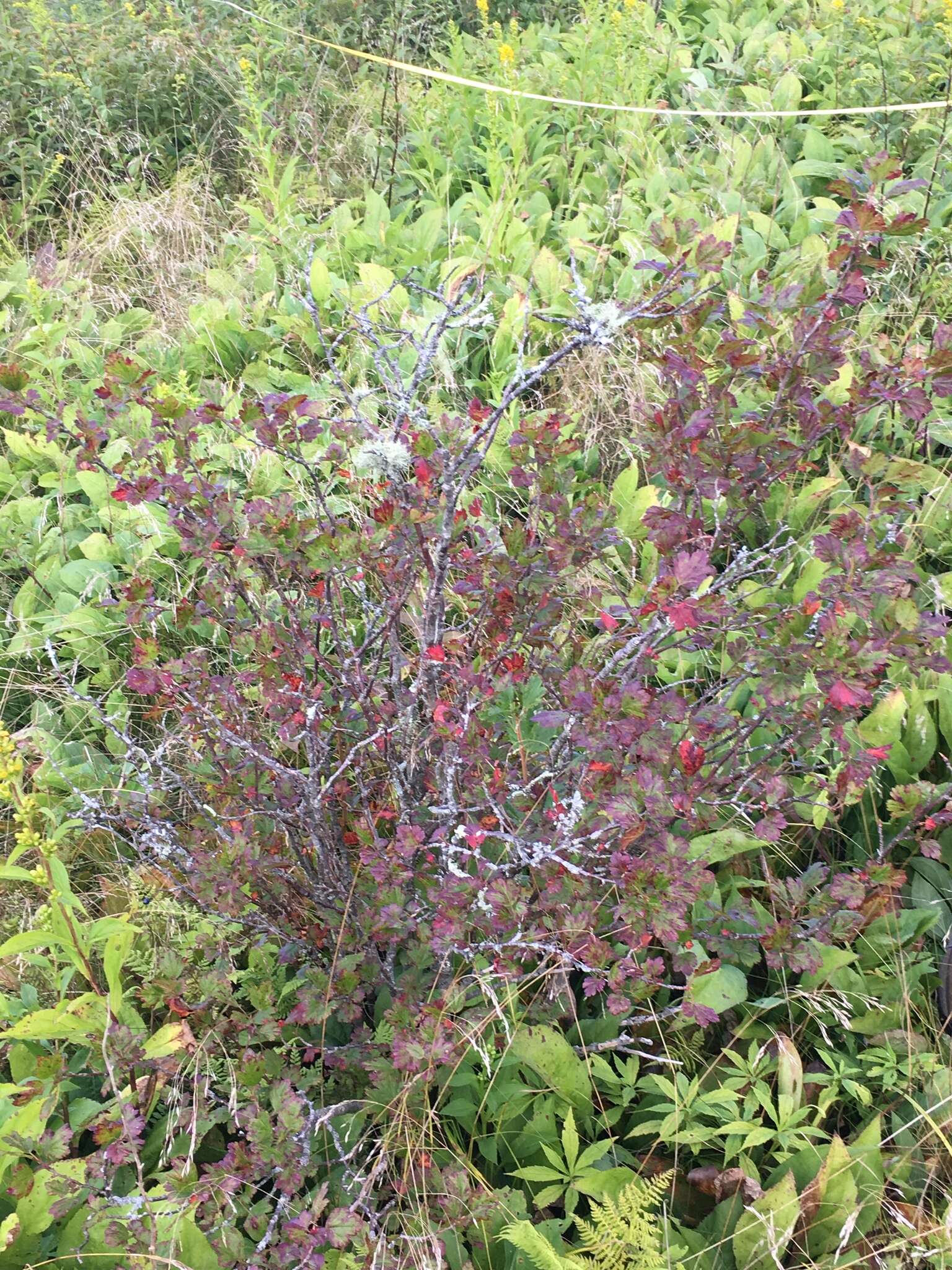 Image de Ribes rotundifolium Michx.