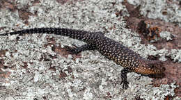 Image of Cunningham's skink