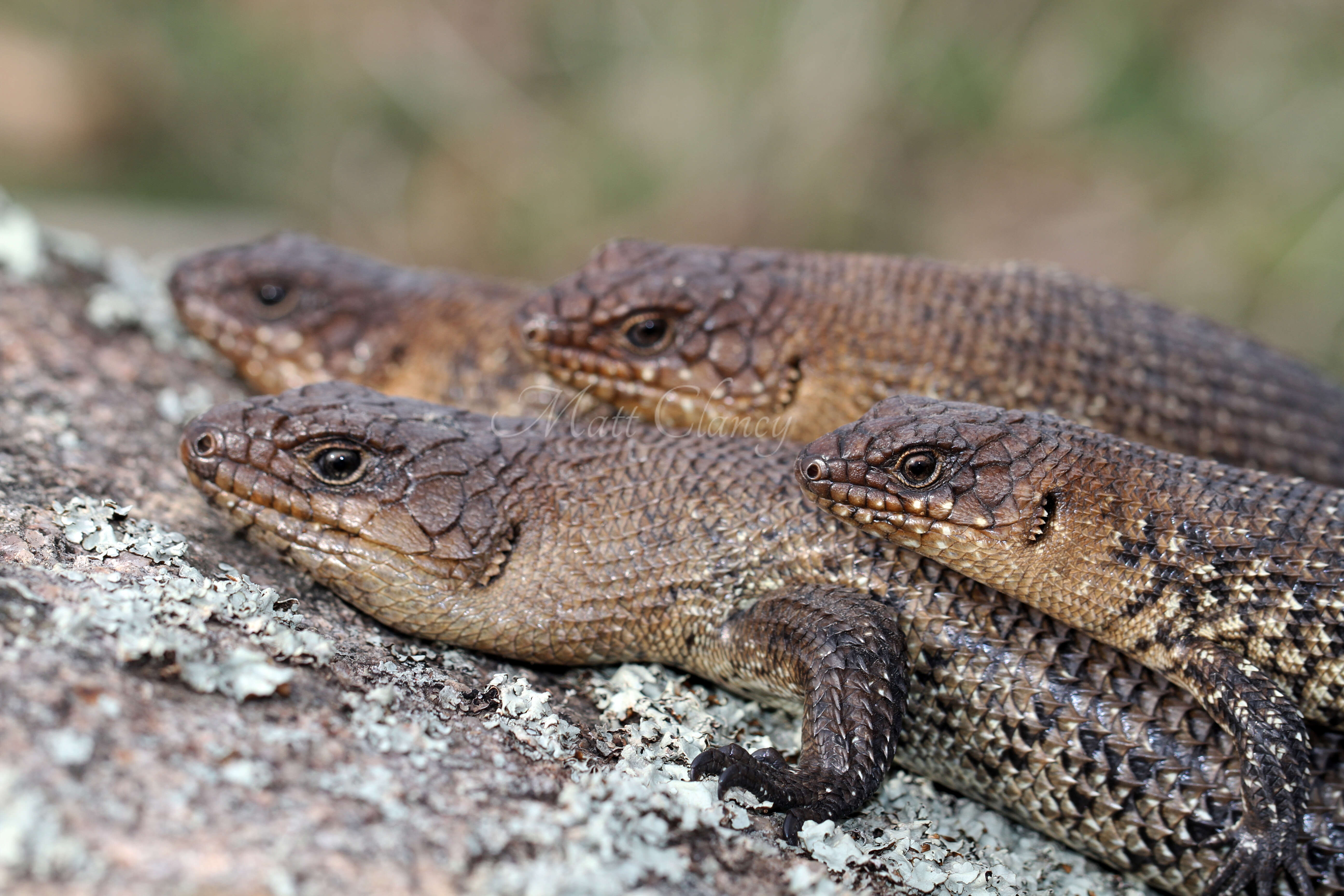 Image of Cunningham's skink