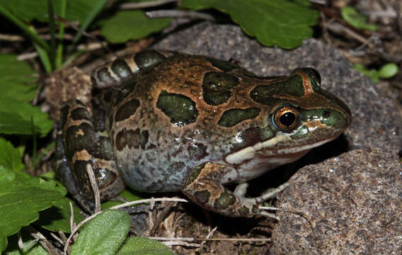 Image of Spotted Grass Frog