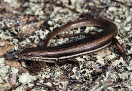 Image of Boulenger's Snake-eyed Skink