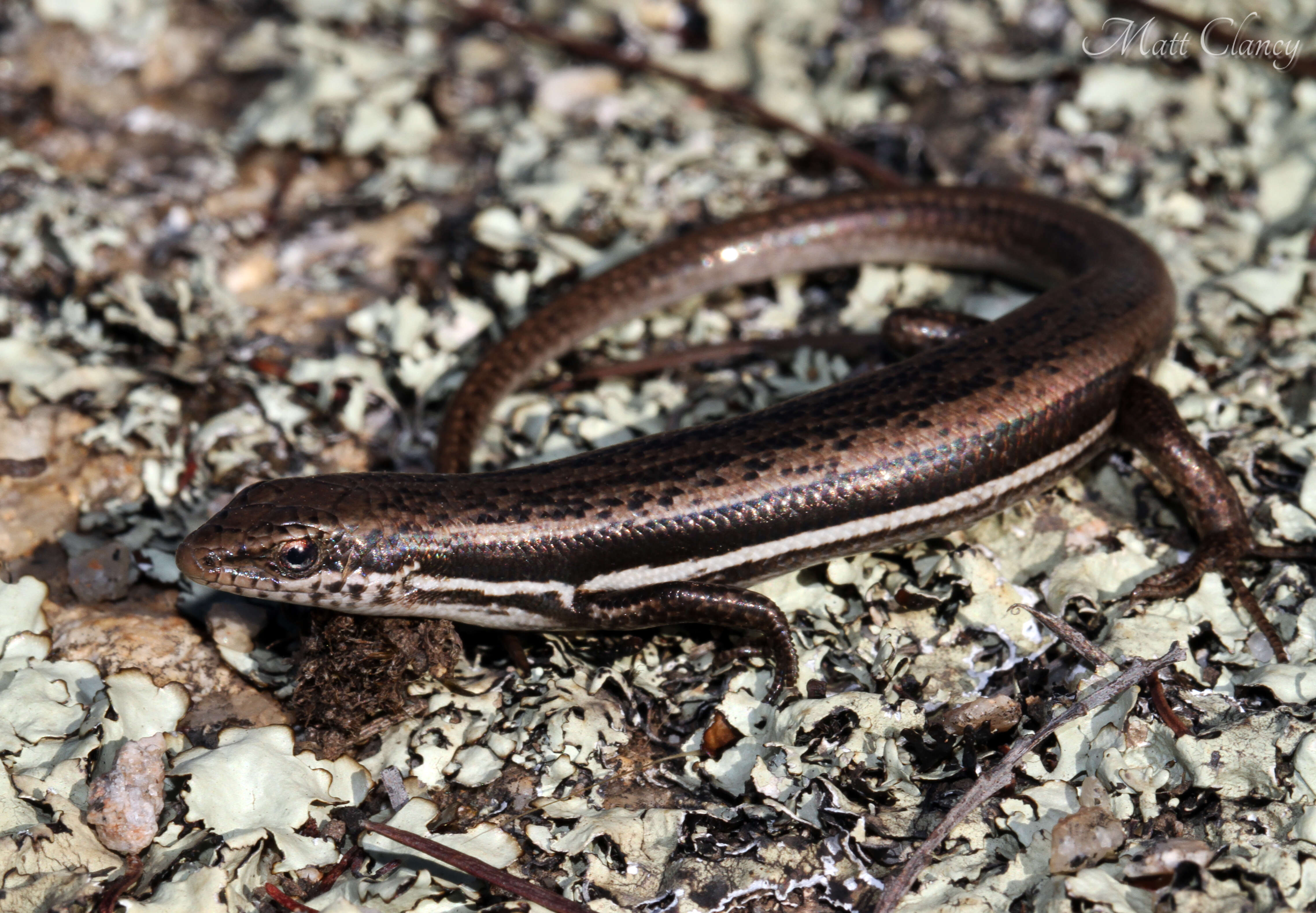 Image of Boulenger's Snake-eyed Skink