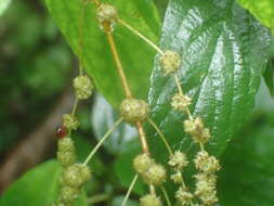 Image of Boehmeria zollingeriana var. podocarpa (W. T. Wang) W. T. Wang & C. J. Chen