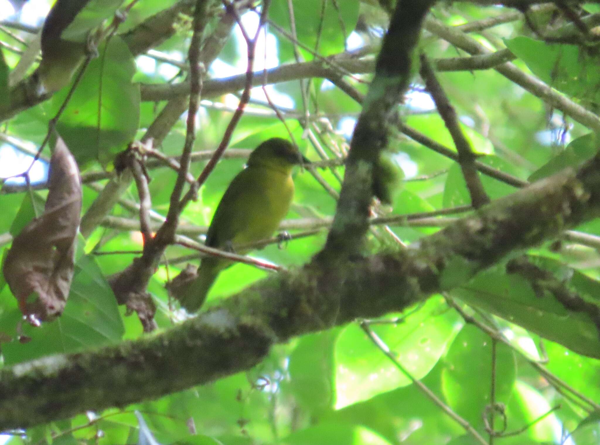 Chlorothraupis carmioli (Lawrence 1868)的圖片