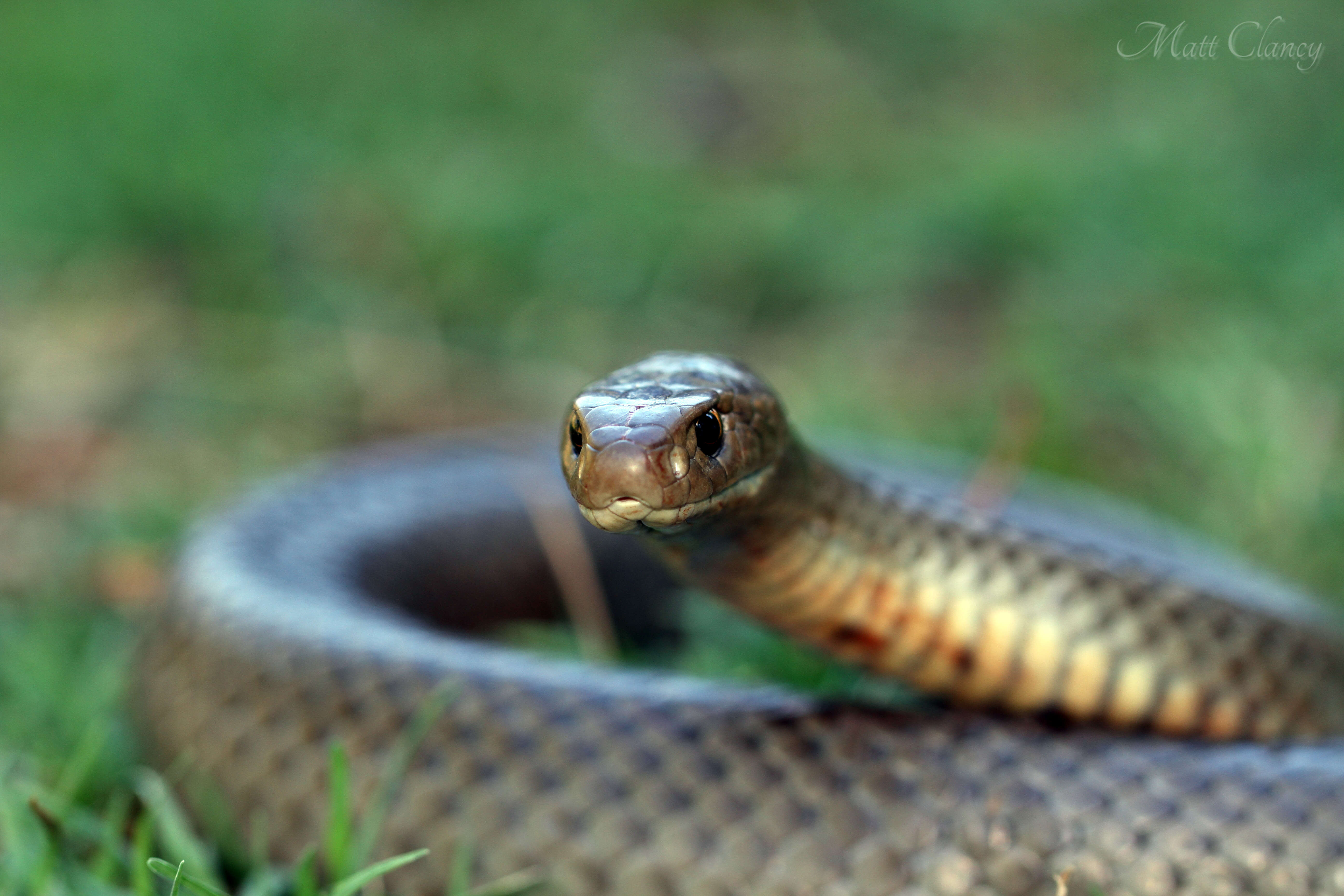 Image of Eastern brown snake