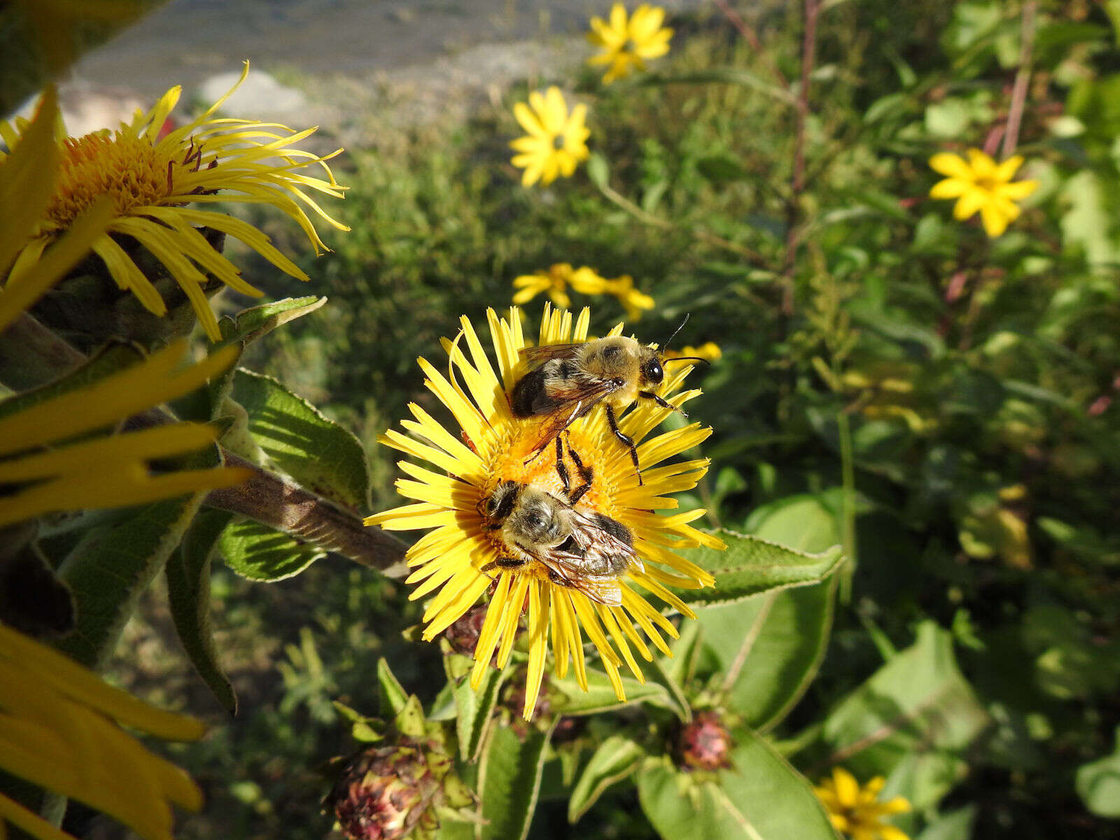 Image of Inula racemosa Hook. fil.