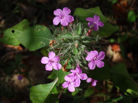 Image of Ruellia inundata Kunth