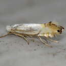 Image of Phyllonorycter argentifimbriella (Clemens 1859)