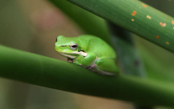 Sivun Litoria fallax (Peters 1880) kuva