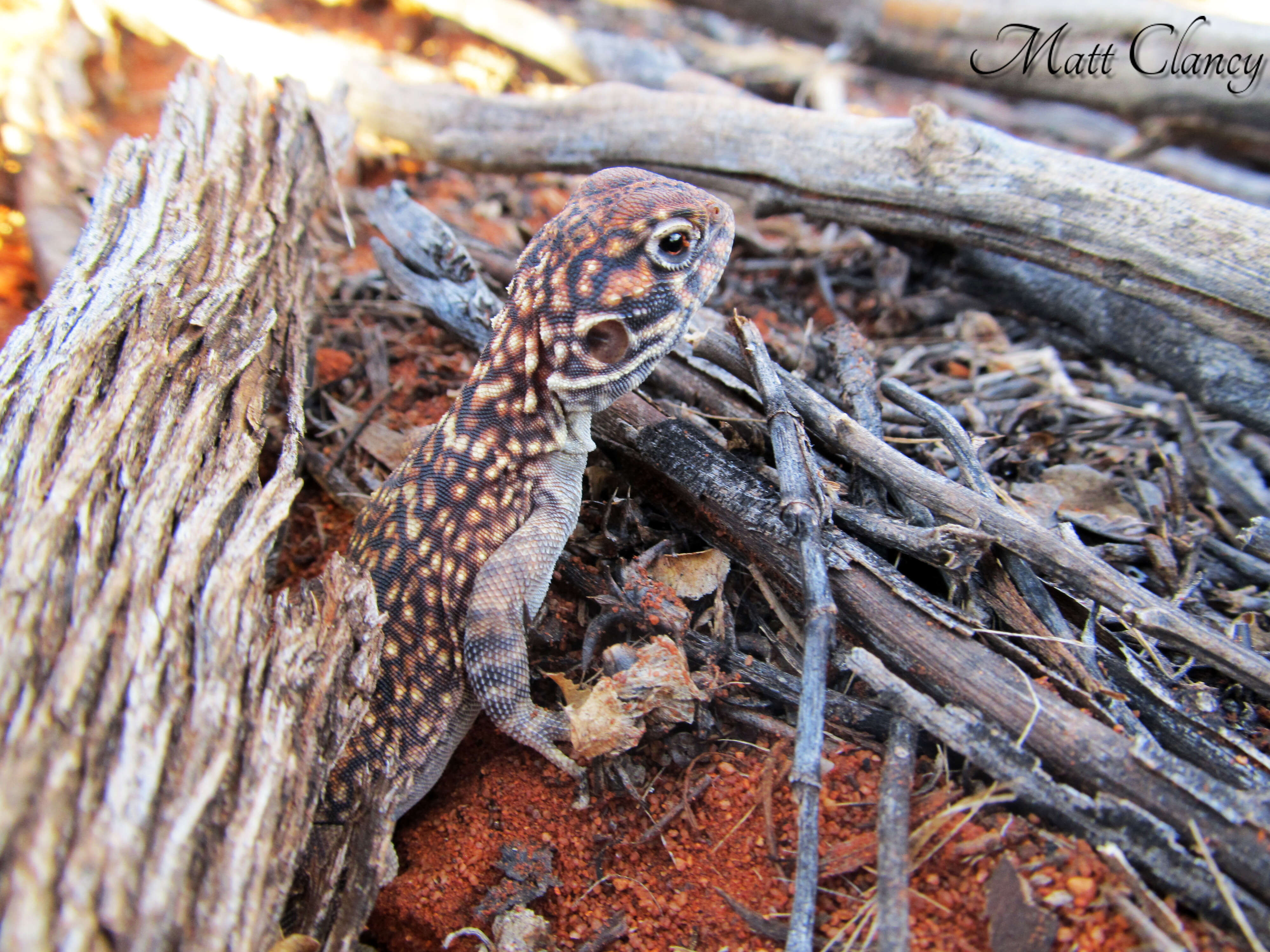 صورة Ctenophorus nuchalis (De Vis 1884)