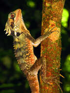 Image of Boyd's Forest Dragon