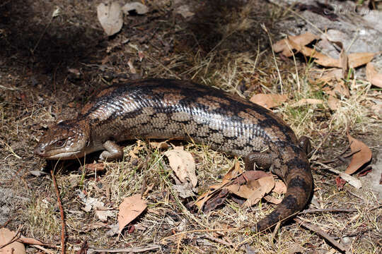 Image of Blotched blue-tongued lizard